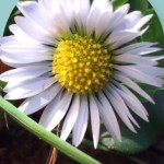 Encyklopedie jarních rostlin thumbnail