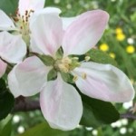 Jak se pěstují jabloně … thumbnail